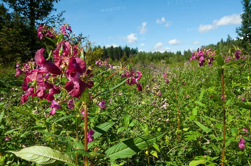 Himalayan balsam (Impatiens glandulifera)