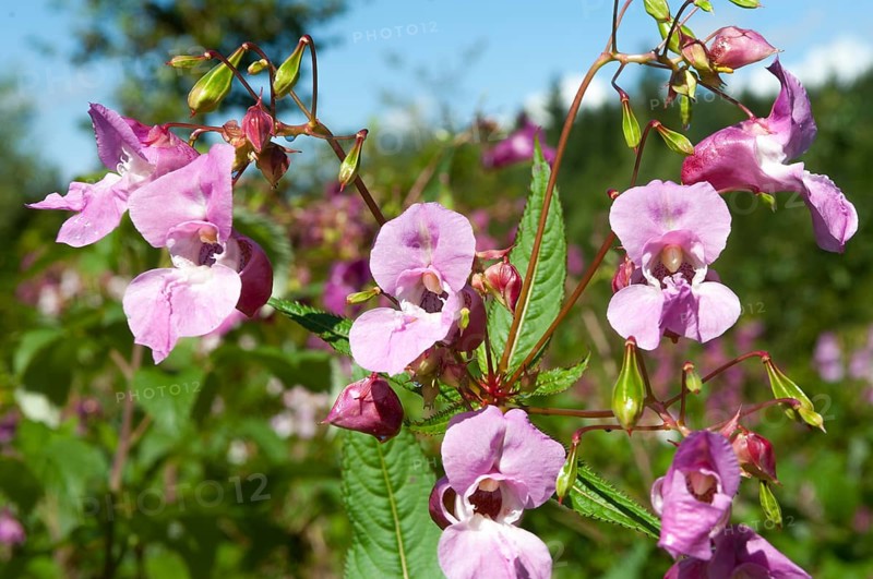 Himalayan balsam (Impatiens glandulifera)