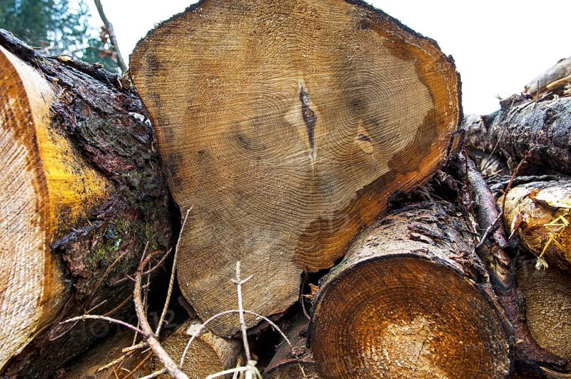 Stacked tree trunks
