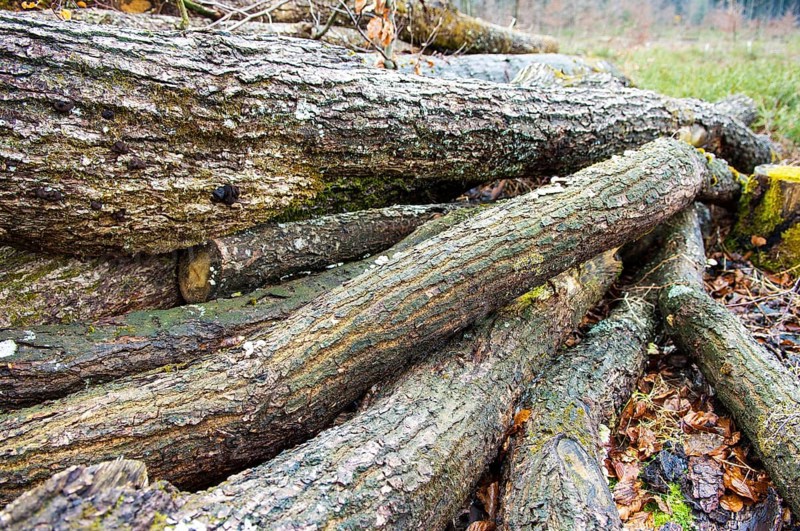 Stacked tree trunks lie next to cleared forest area