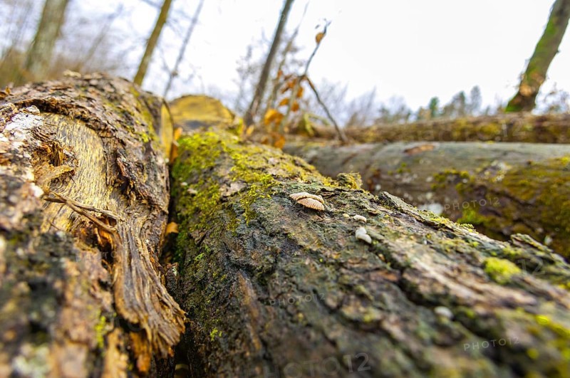 Stacked tree trunks lie next to cleared forest area
