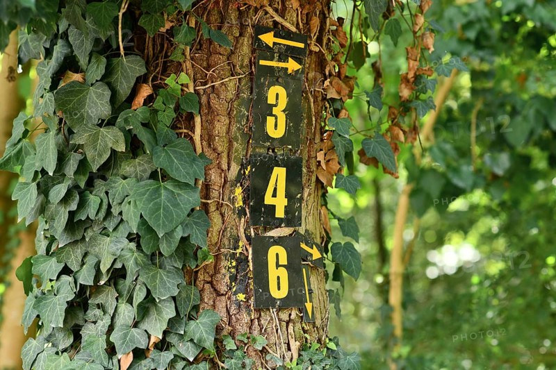 Numbers 3 and 4 with arrows painted on tree covered in ivy marking hiking path in forest
