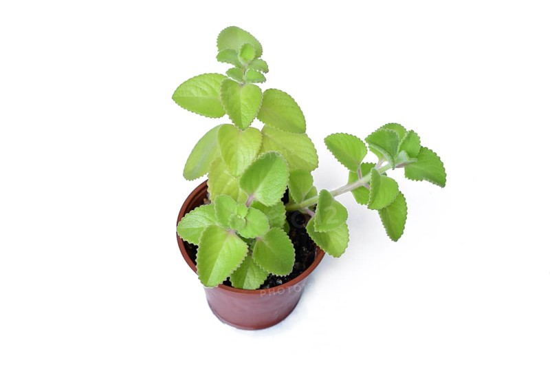 Cuban oregano in a brown pot. Herbal Plectranthus amboinicus houseplant with thick green leaves used in cooking and traditional medicine