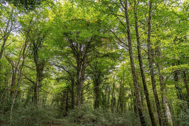 The Foresta Umbra, ancient beech forest and part of the Gargano National Park, Gargano, Apulia, Italy