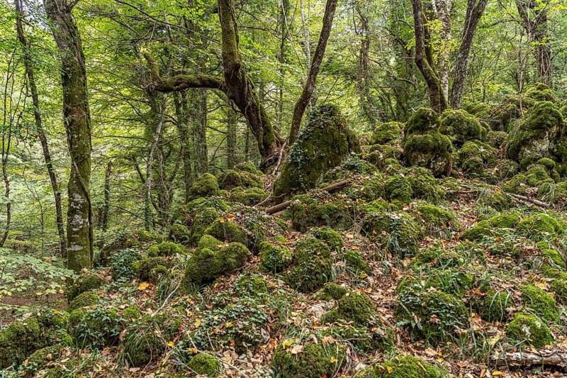 The Foresta Umbra, ancient beech forest and part of the Gargano National Park, Gargano, Apulia, Italy