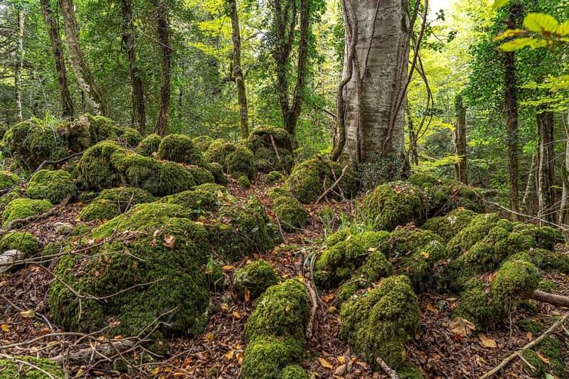The Foresta Umbra, ancient beech forest and part of the Gargano National Park, Gargano, Apulia, Italy