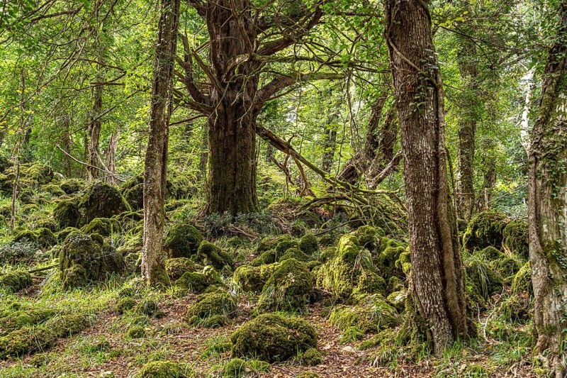 The Foresta Umbra, ancient beech forest and part of the Gargano National Park, Gargano, Apulia, Italy