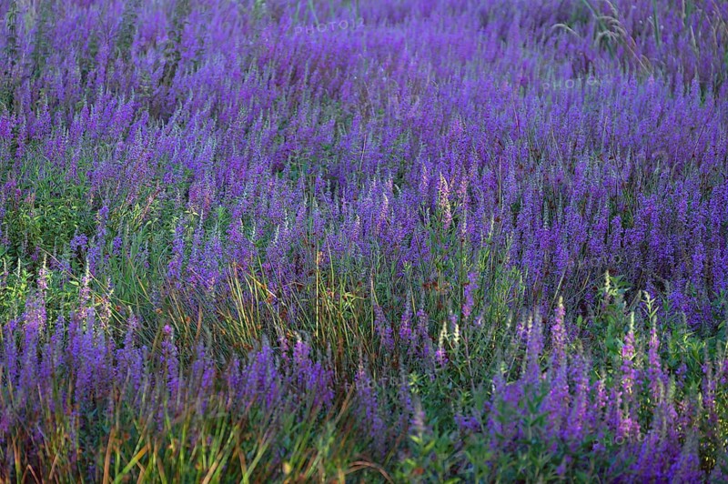 Purple loosestrife (Lythrum salicaria) in a dry carp pond, Eckental, Middle Franconia, Bavaria, Germany