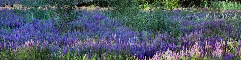 Purple loosestrife (Lythrum salicaria) in a dry carp pond, Eckental, Middle Franconia, Bavaria, Germany