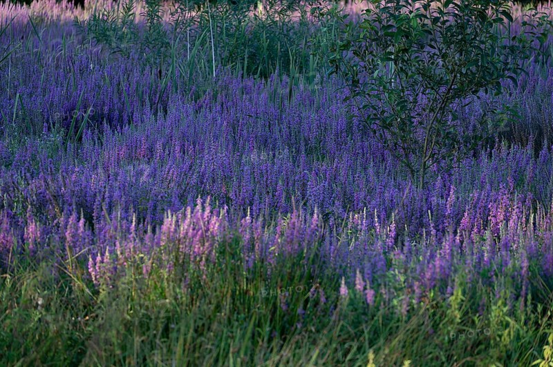 Purple loosestrife (Lythrum salicaria) in a dry carp pond, Eckental, Middle Franconia, Bavaria, Germany