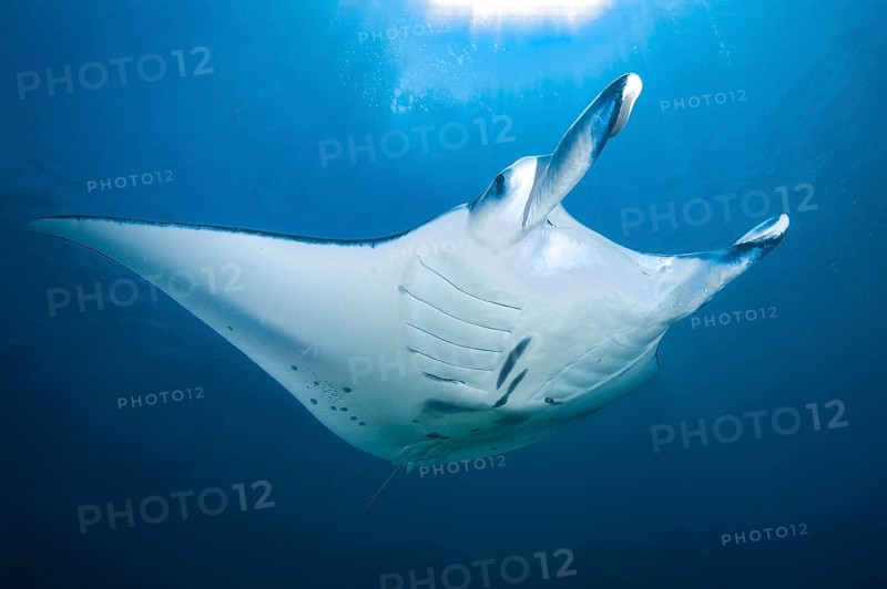 Underwater photo of giant manta ray (Manta birostris) Giant ray swimming through open water Open water blue sea, tropical seas