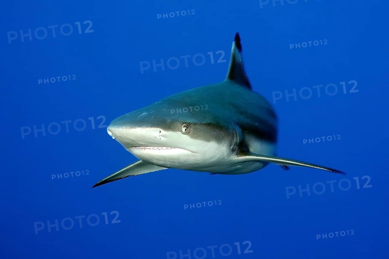 Underwater photo of large blacktip reef shark (Carcharhinus melanopterus) blacktip reef shark swimming close to viewer, Pacific Ocean, Yap Island, Yap State, Caroline Islands, FSM, Federated States of Micronesia, Australia, Oceania