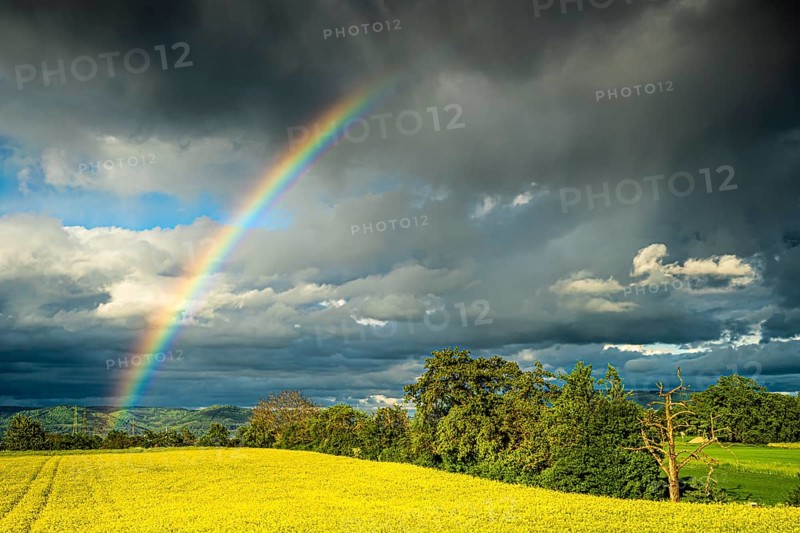 Cultivated landscape with yellow blossoming rape field. Rainbow in the sky after a thunderstorm, dramatic clouds. Rhine-Neckar district, Baden-Württemberg, Germany
