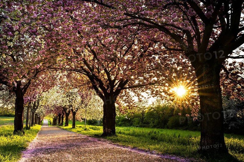Blossoming avenue with cherry trees in white and pink. Evening sun. Rhine-Neckar district, Baden-Württemberg, Germany