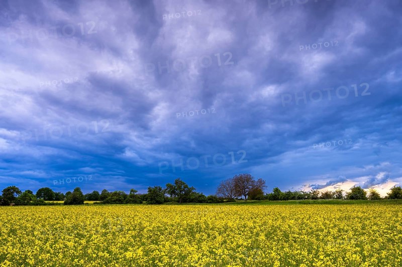 Cultivated landscape with yellow blossoming rape field. Dramatic sky with fan-shaped dark clouds. Rhine-Neckar district, Baden-Württemberg, Germany