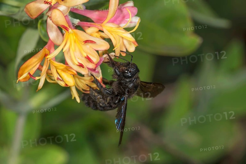 Violet carpenter bee (Xylocopa violacea) collecting nectar from orange-coloured honeysuckle flowers (Lonicera sp.) against a green background, Baden-Württemberg, Germany