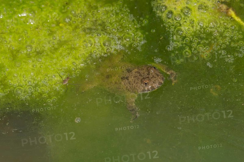 A yellow-bellied toad (Bombina variegata) swimming in greenish water of a forest puddle with algae and air bubbles, Baden-Württemberg, Germany