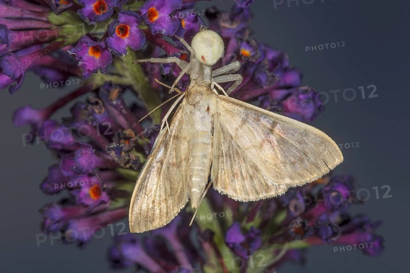 Variable crab spine (Misumena vatia) with captured moth on purple flowers against a blurred background, Baden-Württemberg, Germany