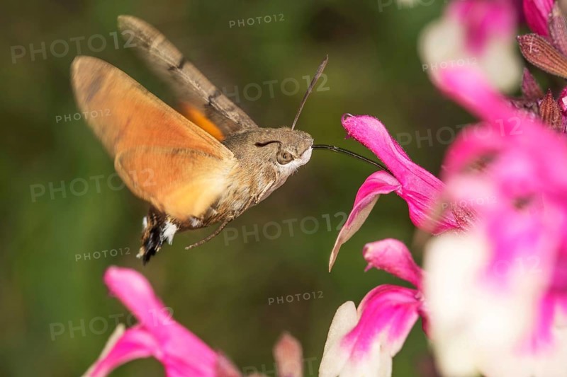 A moth, pigeon moth (Macroglossum stellatarum) sucking nectar from a flower in the near field, Baden-Württemberg, Germany