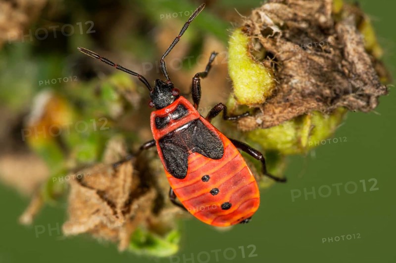 Close-up of a fire bug larva (Pyrrhacoris apterus) in the fifth larval stage on a leaf in a natural environment, Baden-Württemberg, Germany
