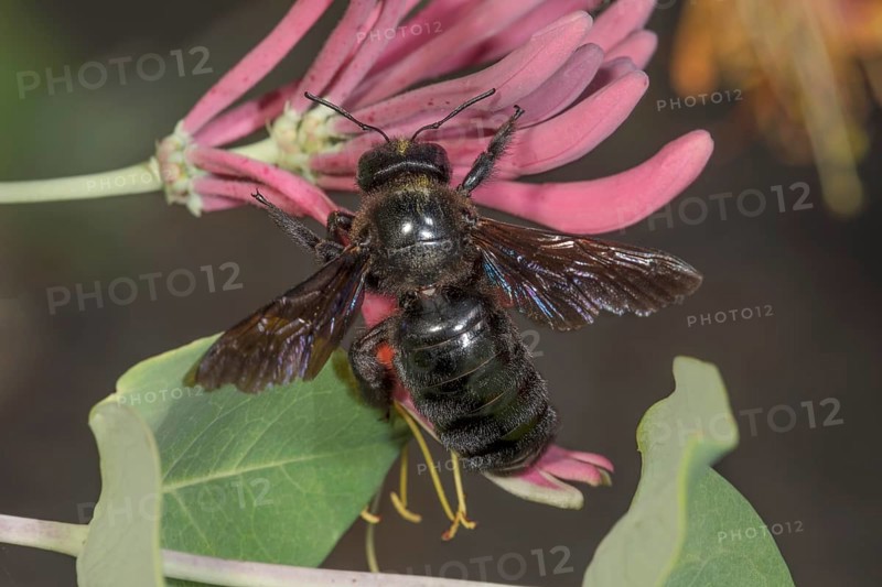 Violet carpenter bee (Xylocopa violacea) on pink flower of Lonicera caerulea (Lonicera sp.) in macro format with green foliage, Baden-Württemberg, Germany