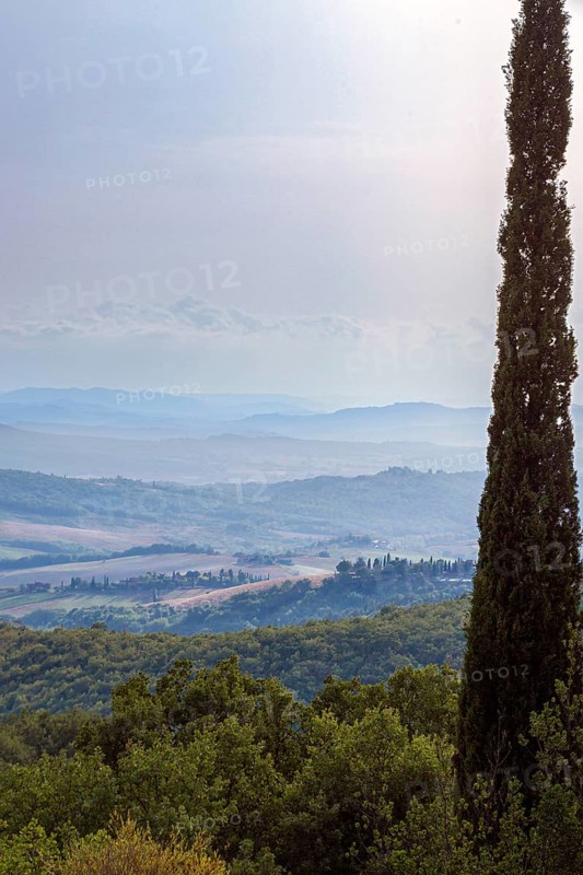 Single cypress tree with view of Tuscan landscape, hills and blue sky