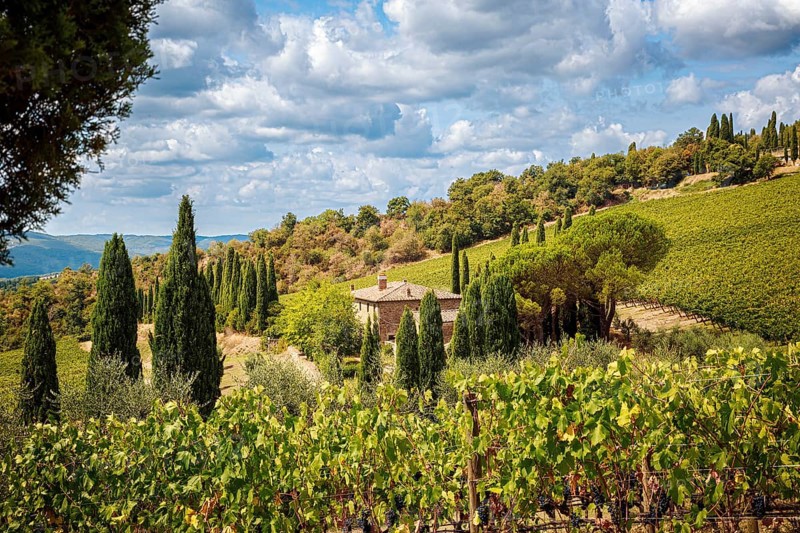 Vineyards in a Tuscan landscape with a cloudy sky and surrounded by trees