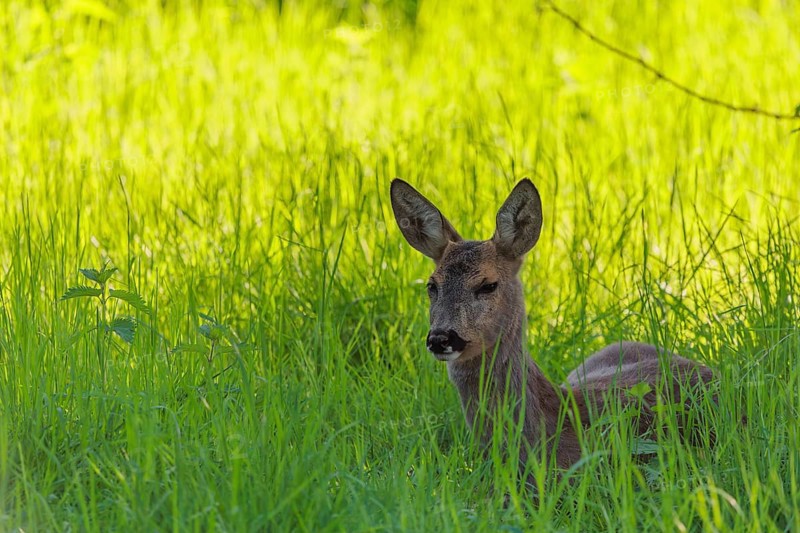 An adult female roe deer (Capreolus capreolus) resting in a meadow covered with tall grass at sunrise. Bavaria, Germany