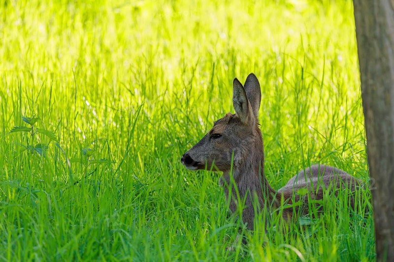 An adult female roe deer (Capreolus capreolus) resting in a meadow covered with tall grass at sunrise. Bavaria, Germany