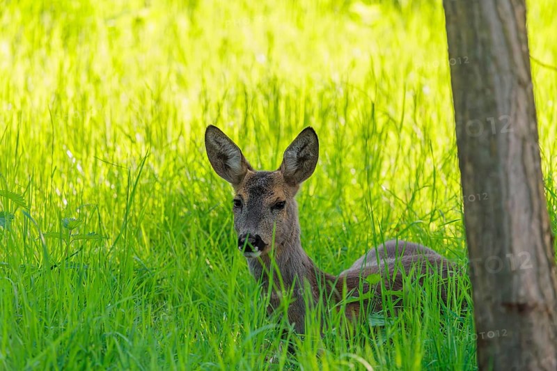 An adult female roe deer (Capreolus capreolus) resting in a meadow covered with tall grass at sunrise. Bavaria, Germany