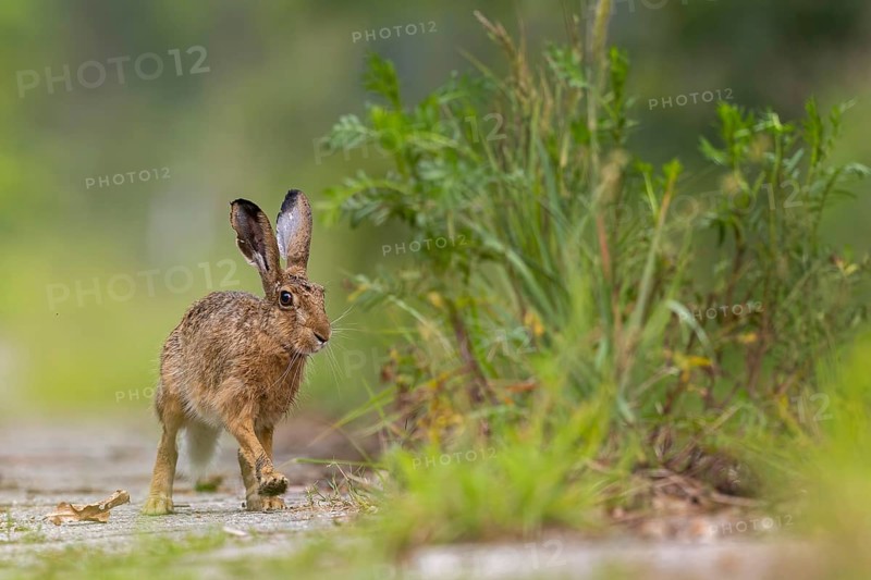 European hare (Lepus europaeus) Flowering meadow as habitat, foraging on a country lane, open landscape, hare's ears, Easter hare, Saxony-Anhalt, Germany
