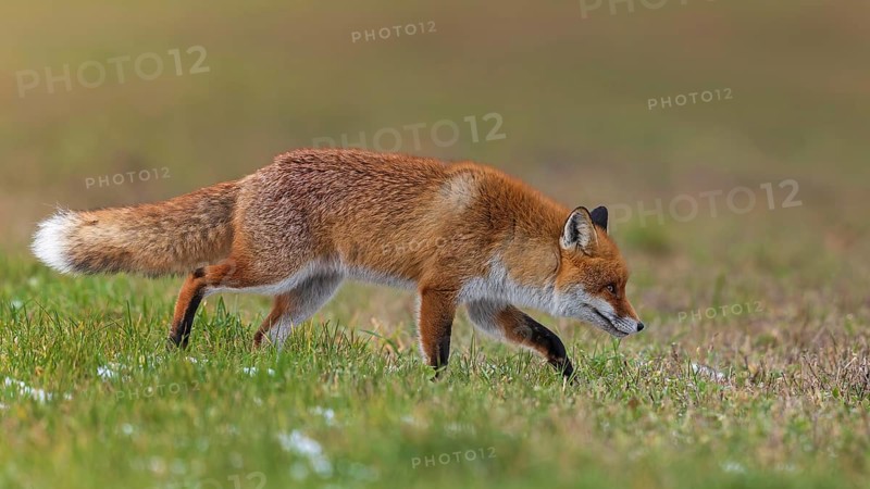 Red fox (Vulpes vulpes), hunting, winter fur, fallen game, looking for food on the road, winter landscape, frost and snow, predator, Middle Elbe Biosphere Reserve, Saxony-Anhalt, Germany