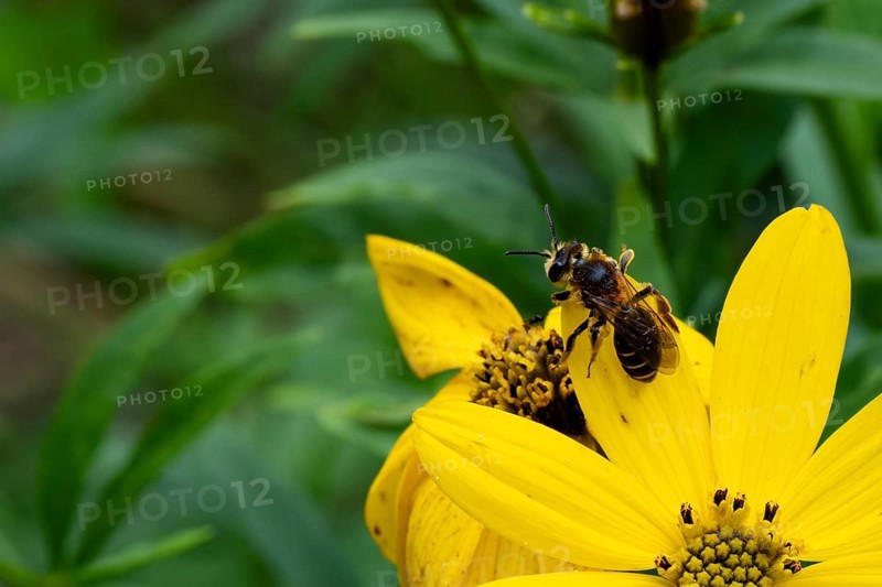 Red-banded sand bee (Andrena dorsata), foraging on a flower, Lower Saxony, Germany