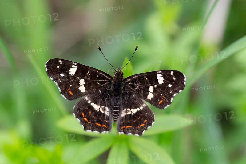 Map Butterfly (Araschnia levana), with open wings, Lower Saxony, Germany