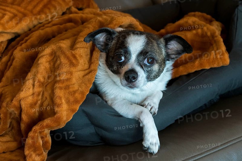 Dog (Chihuahua) looking awake from orange-brown blanket on sofa, Baden-Württemberg, Germany