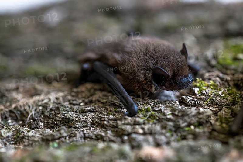 Pipistrelle bat (Pipistrellus pipistrellus), on moss-covered bark, Wuppertal, Germany