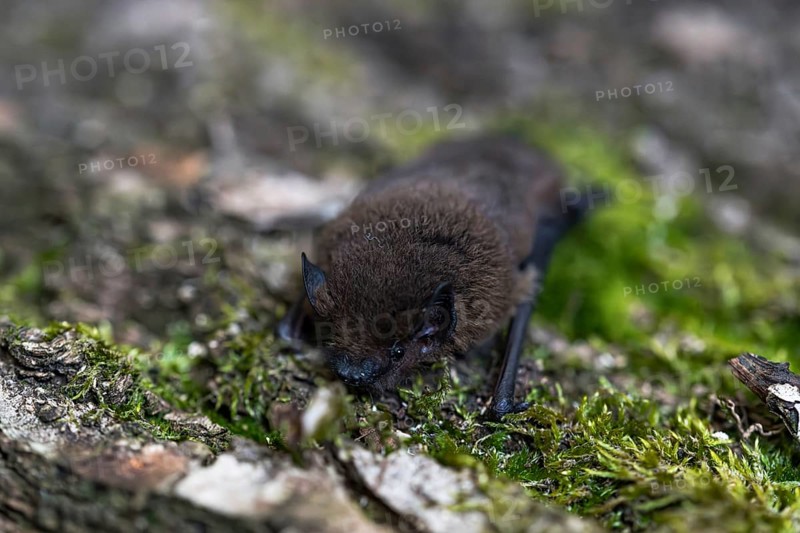 Pipistrelle bat (Pipistrellus pipistrellus), on moss-covered bark, Wuppertal, Germany
