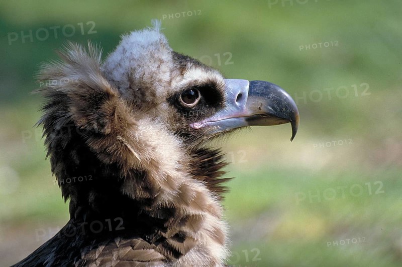 Potrait of the black vulture (Aegypius monachus), Bavaria, Germany