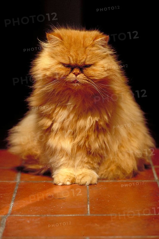 Portrait of an orange Persian cat, Tuscany, Italy