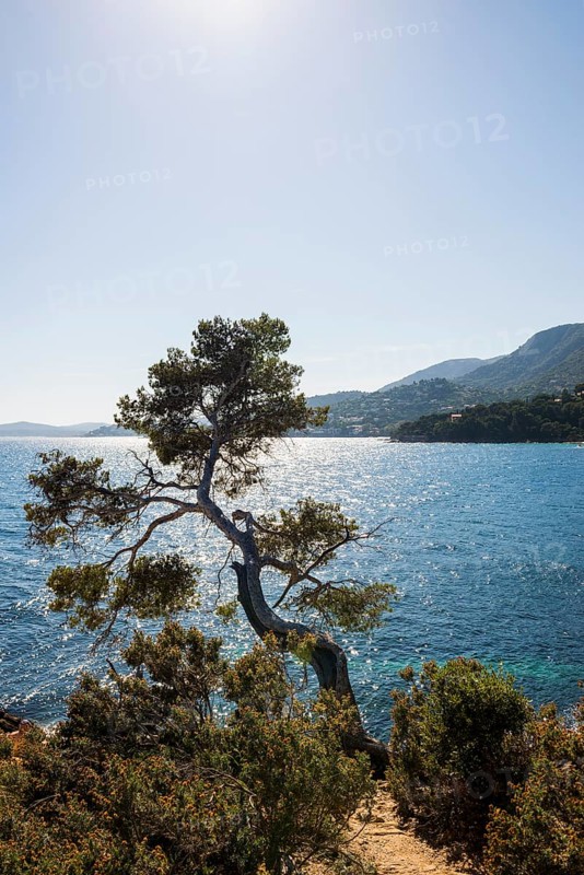 Hiking trail on the coast, Le Lavandou, Var, French Riviera, Provence-Alpes-Cote d'Azur, Cote d Azur, France
