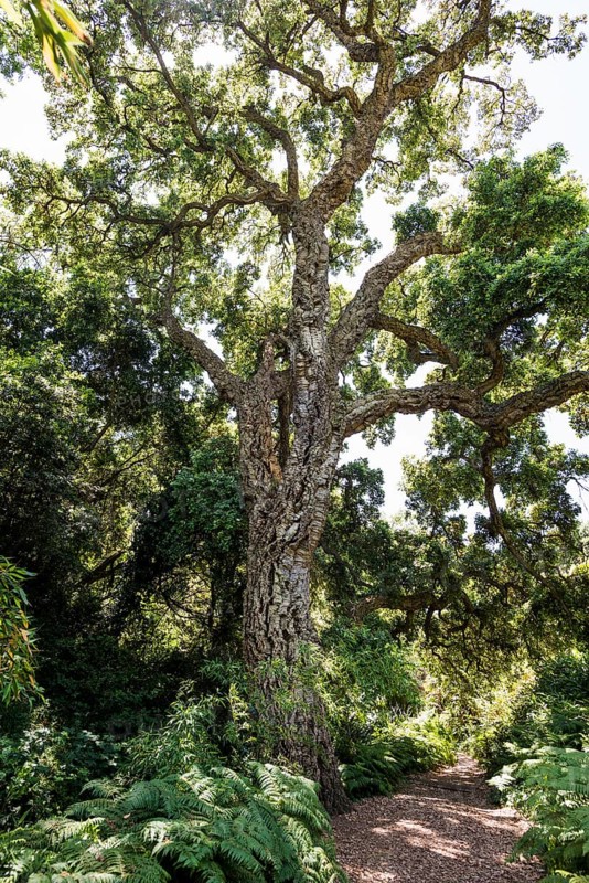 Cork oak, Domaine du Rayol, Botanical Garden, Rayol, Var, French Riviera, Provence-Alpes-Cote d'Azur, Cote d Azur, France