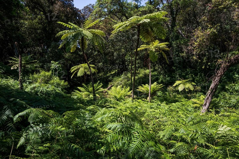 Giant fern, Domaine du Rayol, botanical garden, Rayol, Var, French Riviera, Provence-Alpes-Cote d'Azur, Cote d Azur, France