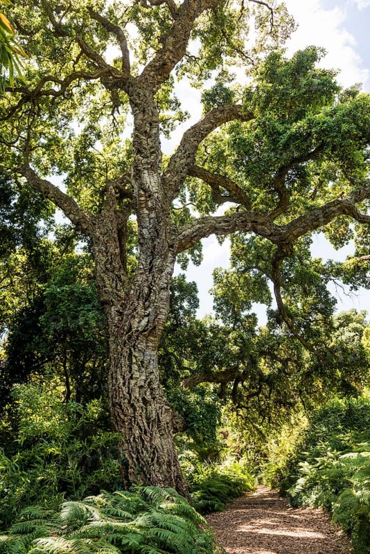 Cork oak, Domaine du Rayol, Botanical Garden, Rayol, Var, French Riviera, Provence-Alpes-Cote d'Azur, Cote d Azur, France