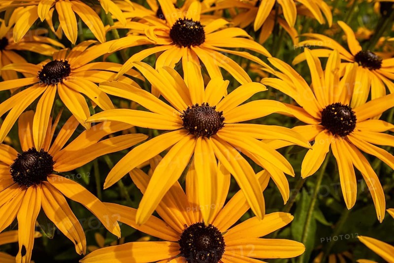 Flowering Rudbeckia or Yellow coneflower (Rudbeckia fulgida) in Ystad, Skåne county, Sweden, Scandinavia