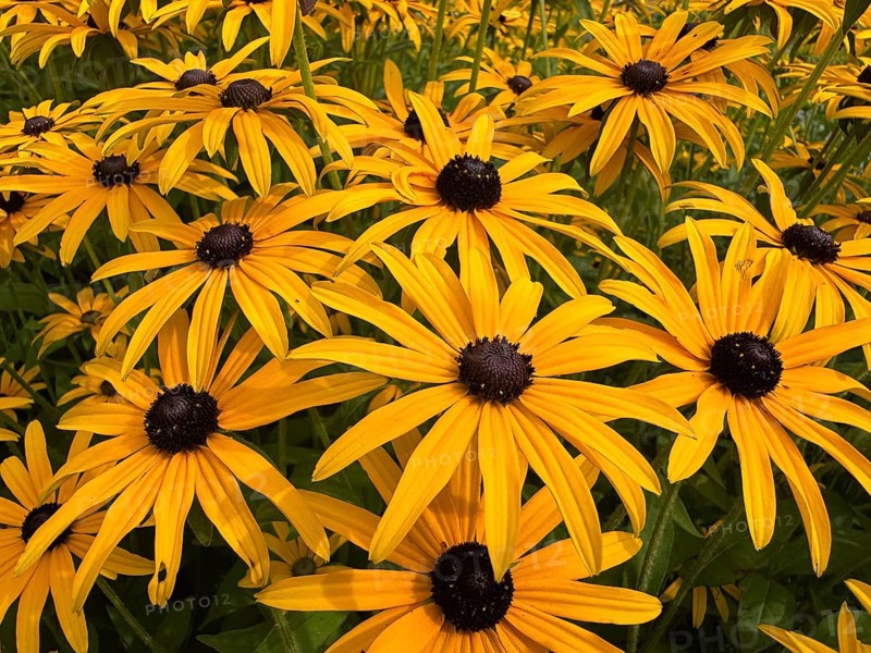 Flowering Rudbeckia or Yellow coneflower (Rudbeckia fulgida) in Ystad, Skåne county, Sweden, Scandinavia