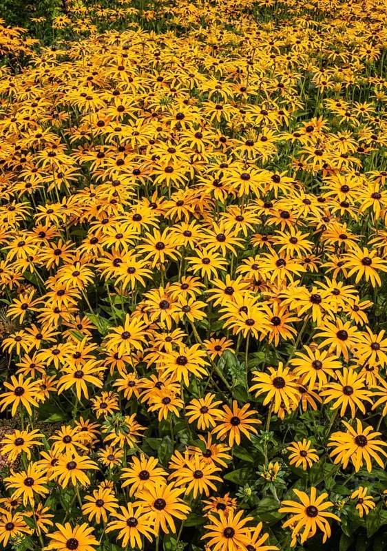 Flowering Rudbeckia or Yellow coneflower (Rudbeckia fulgida) in Ystad, Skåne county, Sweden, Scandinavia