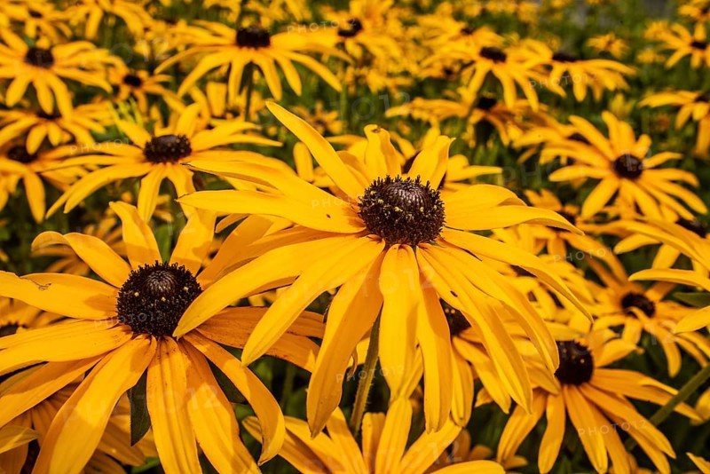 Flowering Rudbeckia or Yellow coneflower (Rudbeckia fulgida) in Ystad, Skåne county, Sweden, Scandinavia