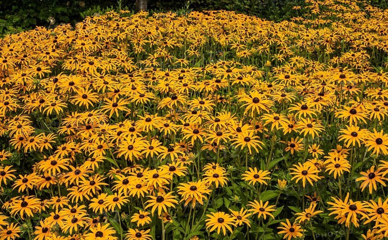 Flowering Rudbeckia or Yellow coneflower (Rudbeckia fulgida) in Ystad, Skåne county, Sweden, Scandinavia