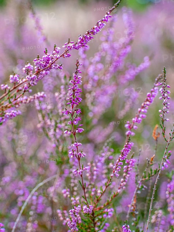 Flowering heather (Calluna vulgaris), heather, Heiliger Hain nature reserve, Wahrenholz, Lüneburg Heath, Lower Saxony, Germany