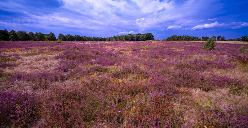 Heath landscape, flowering heather (Calluna vulgaris), cloudy blue sky, Heiliger Hain nature reserve, Wahrenholz, Lüneburg Heath, Lower Saxony, Germany